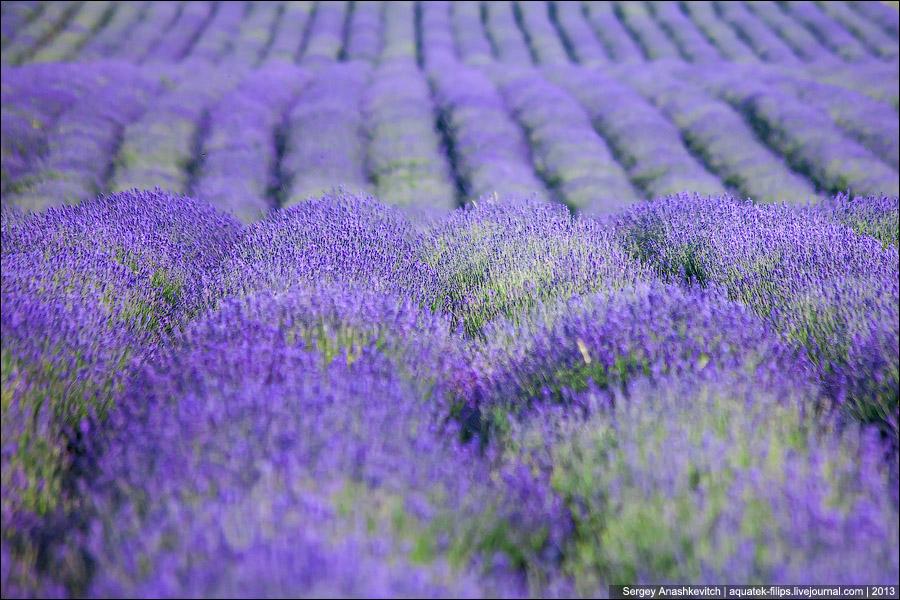 Lavender | italianluxurygroup.com.au